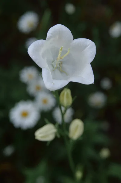 Flowers White Background Dark Blue Hand Bells Dew Drops — Stock Photo, Image