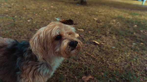 Perro Parque — Foto de Stock