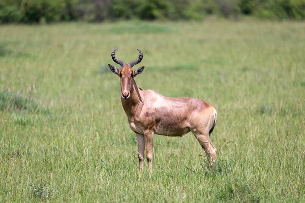 Hartebeest Savana Quênia — Fotografia de Stock