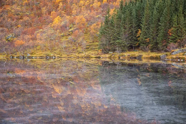 Bela Paisagem Outono Com Árvores Floresta — Fotografia de Stock