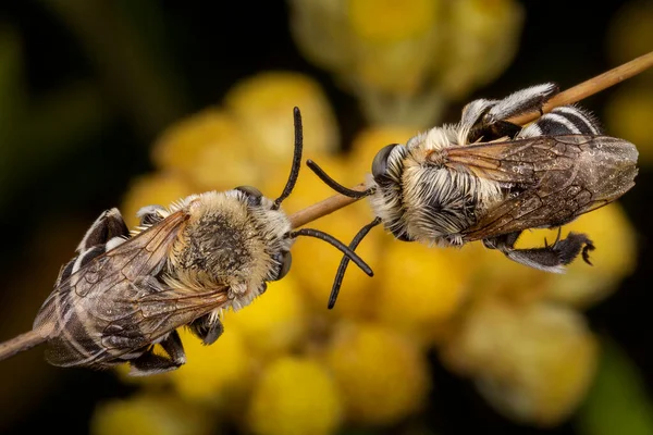 Méhecske Virágon — Stock Fotó