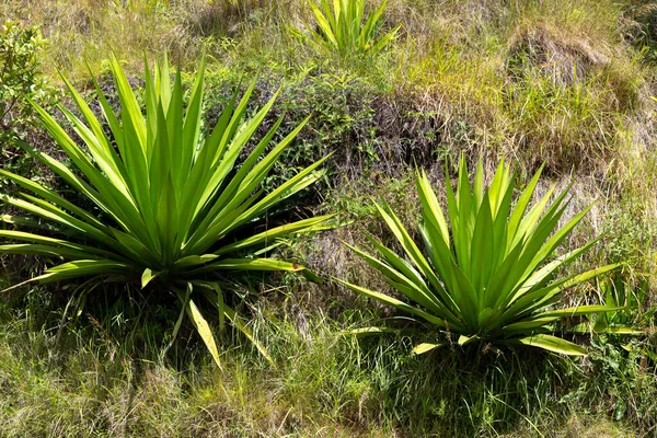 Flóra Ostrově Madagaskar Několik Kaktusových Rostlin — Stock fotografie