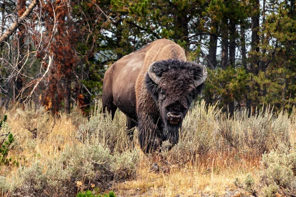 Urso Pardo Natureza — Fotografia de Stock