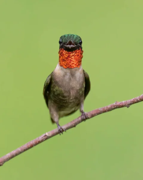 Pájaro Rama Árbol Sobre Fondo Borroso —  Fotos de Stock