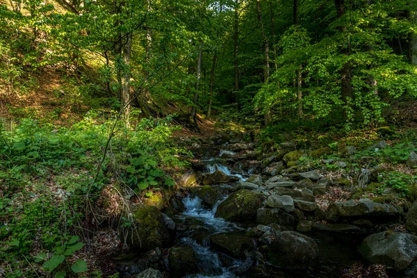 Córrego Montanha Que Flui Através Uma Paisagem Uma Floresta Densa — Fotografia de Stock