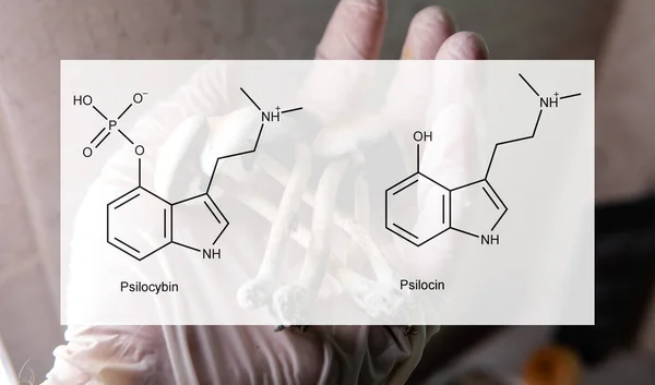 Die Medizinischen Auswirkungen Von Psilocybin Und Psilocin Auf Die Psychische — Stockfoto