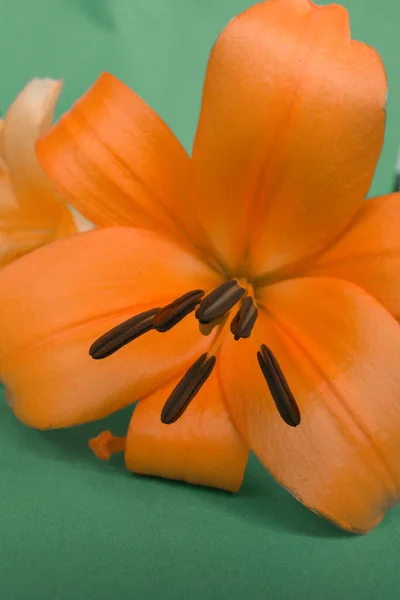 Giglio Arancione Fiori Verde Sfondo — Foto Stock