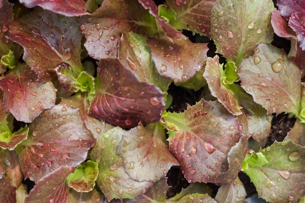 Young Red Coral Salad Plant Organic Farm Stock Photo — 스톡 사진