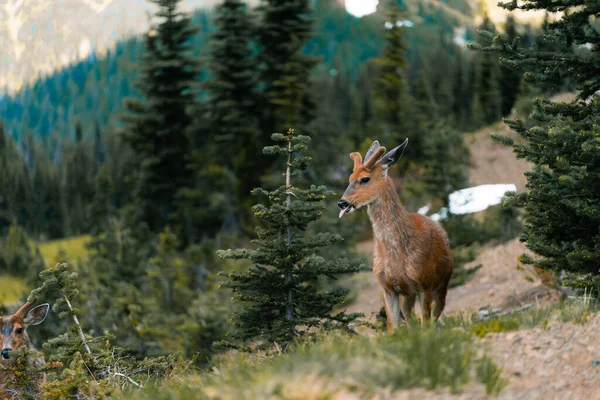 Beautiful Deer Mountain Forest — Stok fotoğraf