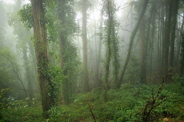 Bela Floresta Névoa Manhã — Fotografia de Stock