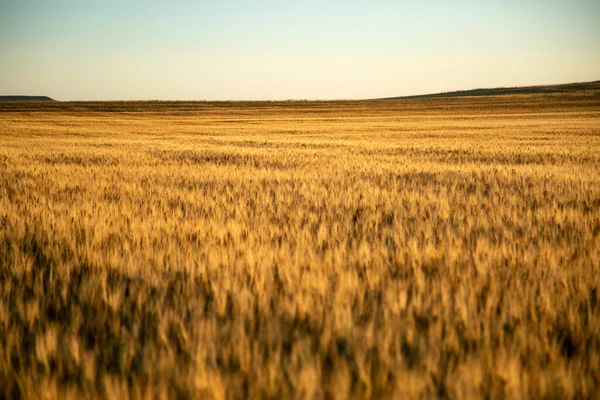 Campo Trigo Campo — Fotografia de Stock