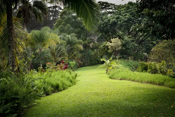 Mooie Tropische Tuin Met Groen Gras Bomen — Stockfoto