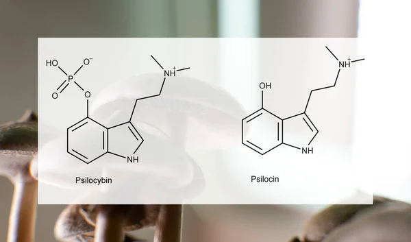 사람들의 정신적 신체적 건강에 미치는 실로시빈과 시신의 의학적 실로시빈 버섯의 — 스톡 사진