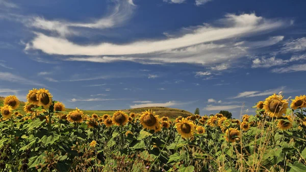 位于卡斯蒂利亚高原北部的向日葵 金银花 生长旺季 在晴朗的蓝天和八月的明媚中午的阳光下 在一片向日葵 金银花地的特写 Bureba地区 布尔戈斯 西班牙 — 图库照片