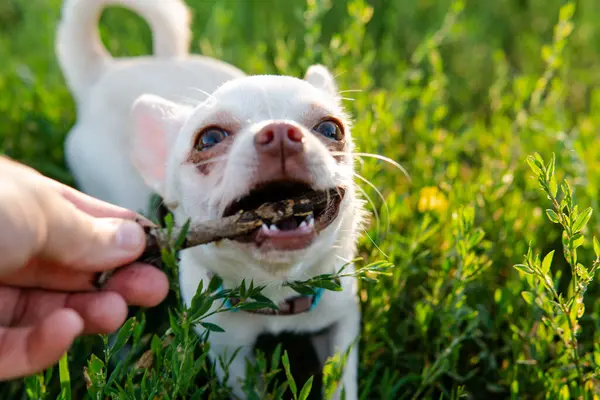 Chihuahua Hond Puppy Van Witte Kleur Wandelen Verzorgen Van Huisdieren — Stockfoto