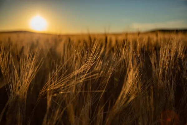 Wheat Field Sunset — Stock Photo, Image