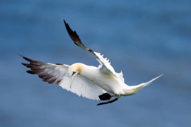 Kuzey sümsük kuşu Bempton Kayalıkları, Flamborough Head, Doğu Yorkshire, İngiltere 'nin tepelerinden uçuyor.