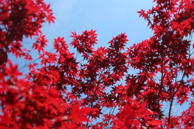 Sonbahar yaprakları, sonbahar bitkileri