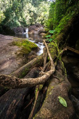 Düşen ağaç kütüğündeki yeşil balçıklı yağmur ormanlarının güzel manzarası Rio de Janeiro dağlarındaki Serrinha Ekolojik rezervi, Brezilya