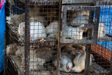 Açık pazarda kafesteki tavuklar