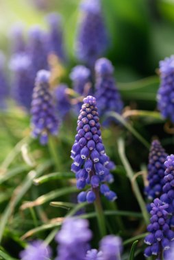 Muscari armeniacum, mavi bahar köpüklü çiçekleri