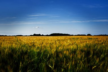 Buğday tarlası olan güzel bir manzara.
