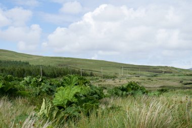 Mavi gökyüzü ve bulutlu yeşil çayır