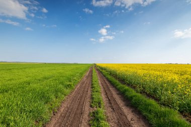 İnanılmaz sarı kolza tohumu tarlası ve bulutlu mavi gökyüzü.