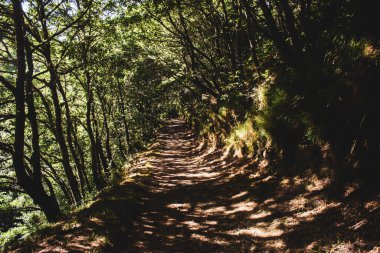 Ormanın güzel manzarası