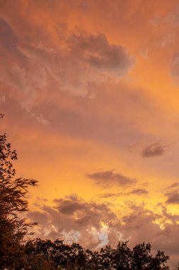 Gün batımında ağaç gölgeleriyle dolu renkli bulutlu gökyüzü