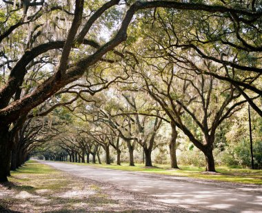 Wormsloe Çiftliği canlı meşe ağaçları ve İspanyol yosunu Savannah, Georgia