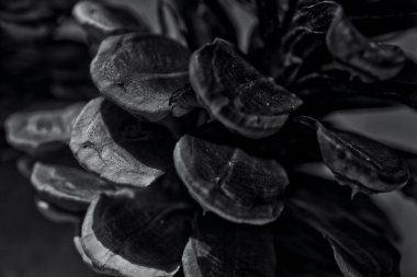 Siyah beyaz bir çiçeğe yaklaş.