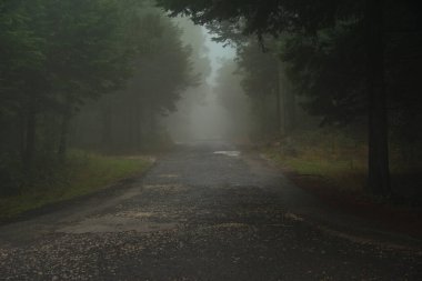 Sisli bir sabah, ormanda sis.