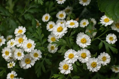 Bahçedeki beyaz papatyalar