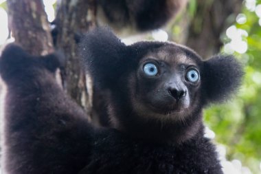 A Portrait of the Indri lemurs in a rainforest in Madagascar clipart