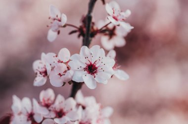 İlkbaharda çiçek açan elma ağacı.