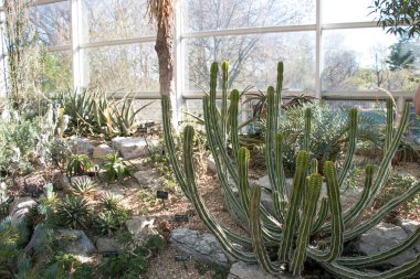 Güzel botanik fotoğrafı, doğal duvar kağıdı.