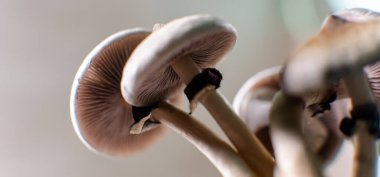 professional growing of psilocybin mushrooms in America. Scientific studies of the effects of psilocybin on the human brain clipart