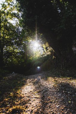 Parktaki güzel orman