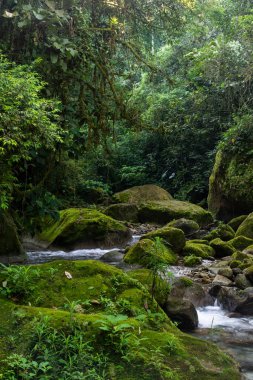 Güzel Atlantik yağmur ormanı nehri vahşi yeşil arazide akan su, Serrinha do Alambari, Serra da Mantiqueira, Rio de Janeiro, Brezilya