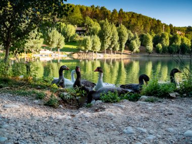 Ağaçlarla çevrili yeşil bir gölde yüzen ördekler.