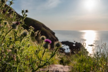 St Abbs kıyısındaki devedikeni, İskoçya