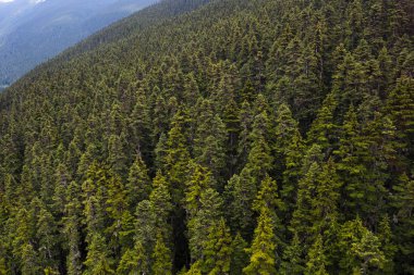 Dağ yamacında kozalaklı ağaçlar