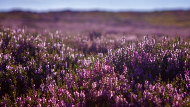 Heather, Haworth Moor 'da çiçek açan bitkinin yakın plan görüntüsü.