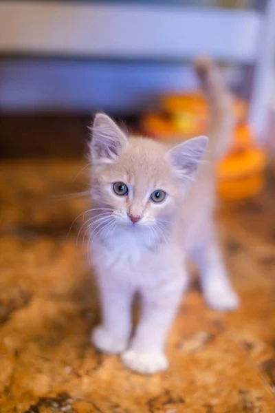 Schattig Kat Met Een Kitten — Stockfoto