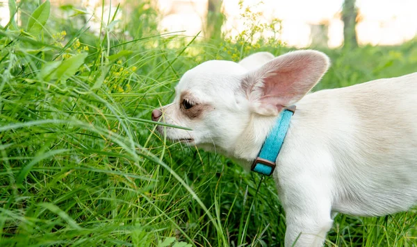 Chihuahua Hundvalp Vit Färg Promenader Och Omsorg Tamhundar — Stockfoto