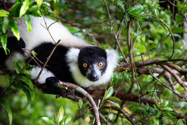 Maki Een Boom Tussen Het Gebladerte Een Regenwoud Madagaskar — Stockfoto