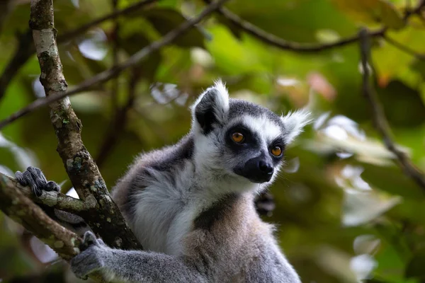 Ringstaartmaki Het Regenwoud Zijn Natuurlijke Omgeving — Stockfoto