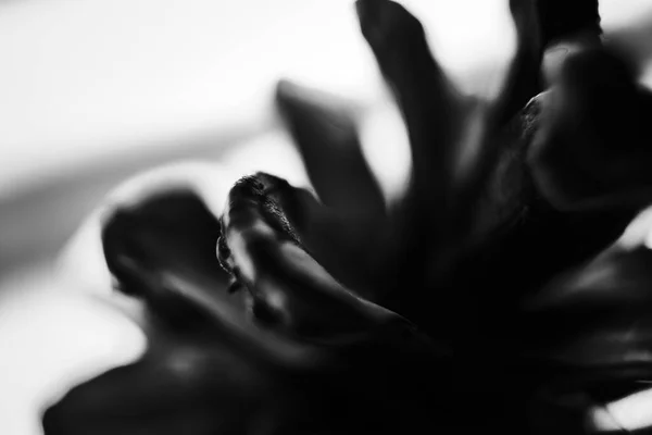 Black White Photo Beautiful Lily Flower — Fotografia de Stock