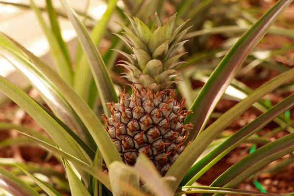 Piña Creciendo Árbol — Foto de Stock